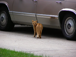 Garbage Cat