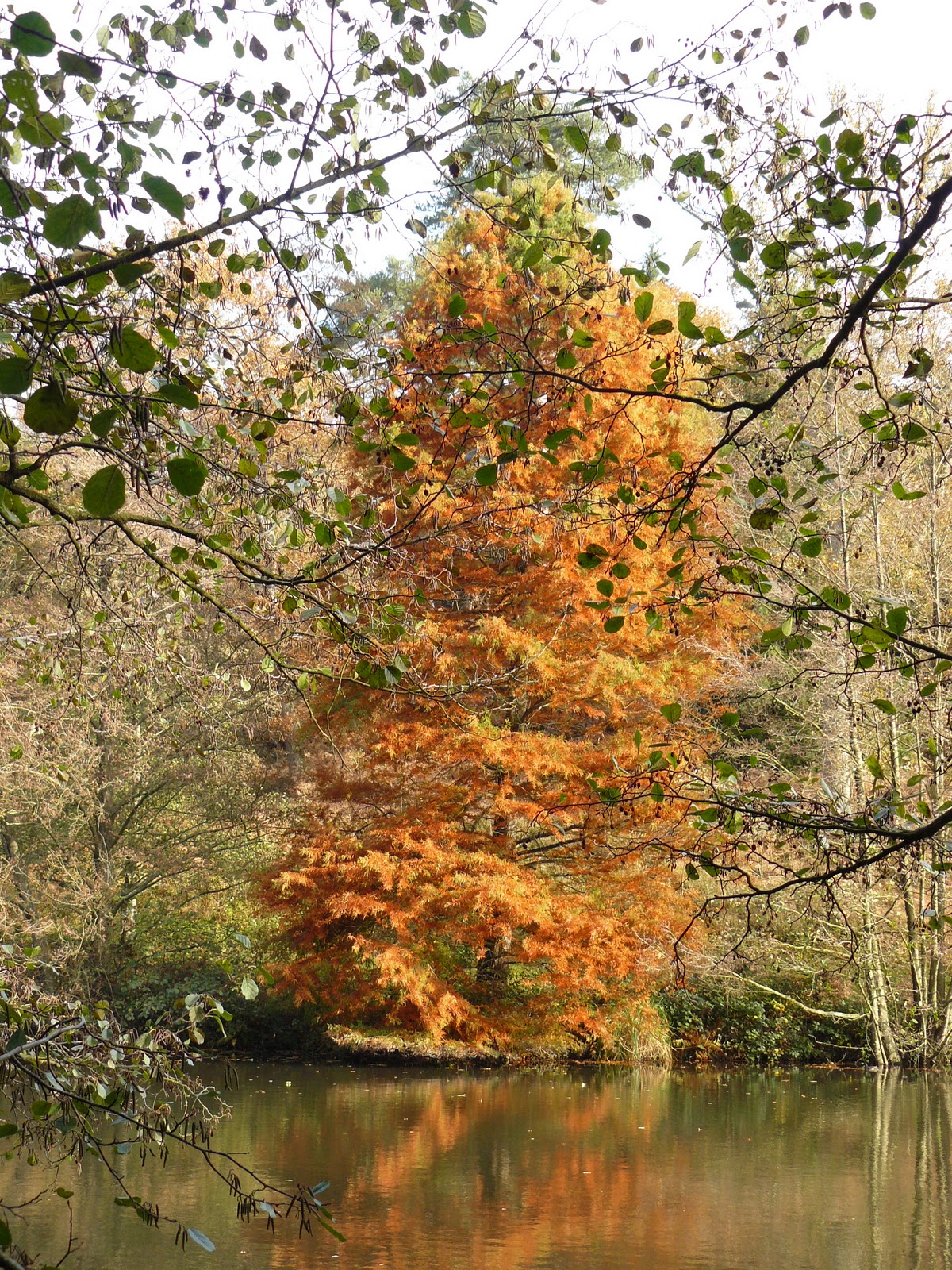 Peter Lovett's ramblings Deciduous conifers at Wakehurst Place