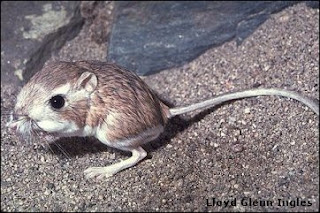 Week 2 Adopt A Species Assignment The Texas Kangaroo Rat Dipodomys Elator