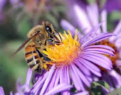 Coletando pólen e nectar
