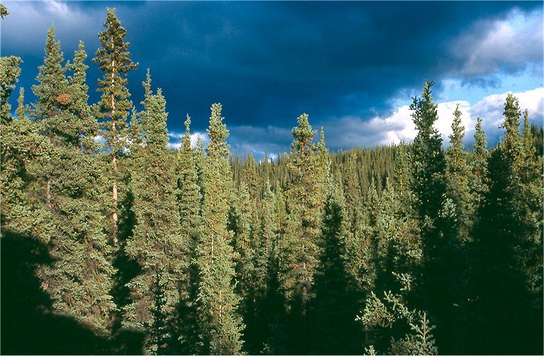 [tree.bmp]