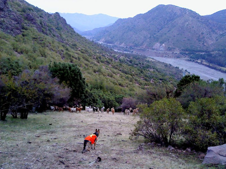 MI PASTORA ALEMÁN, DONKA