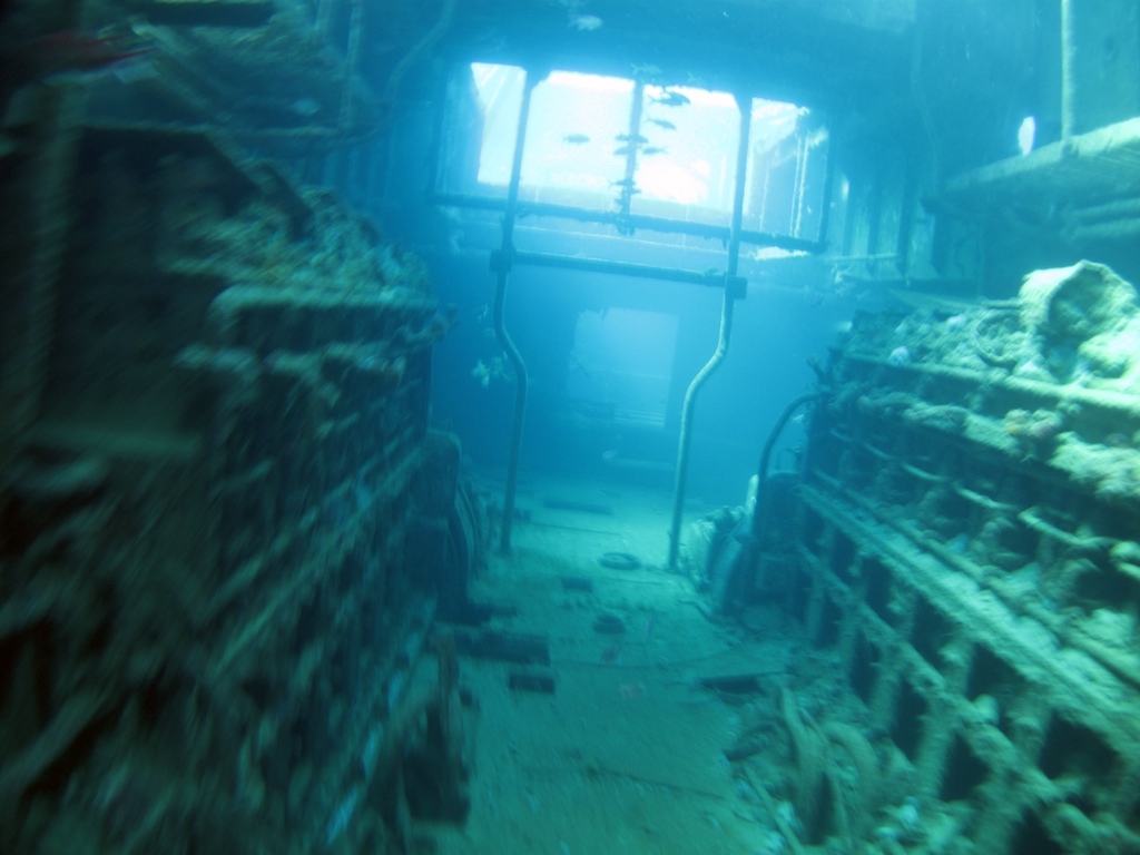 170 Best Hybrid Sea Creature Research Images Sea Creatures