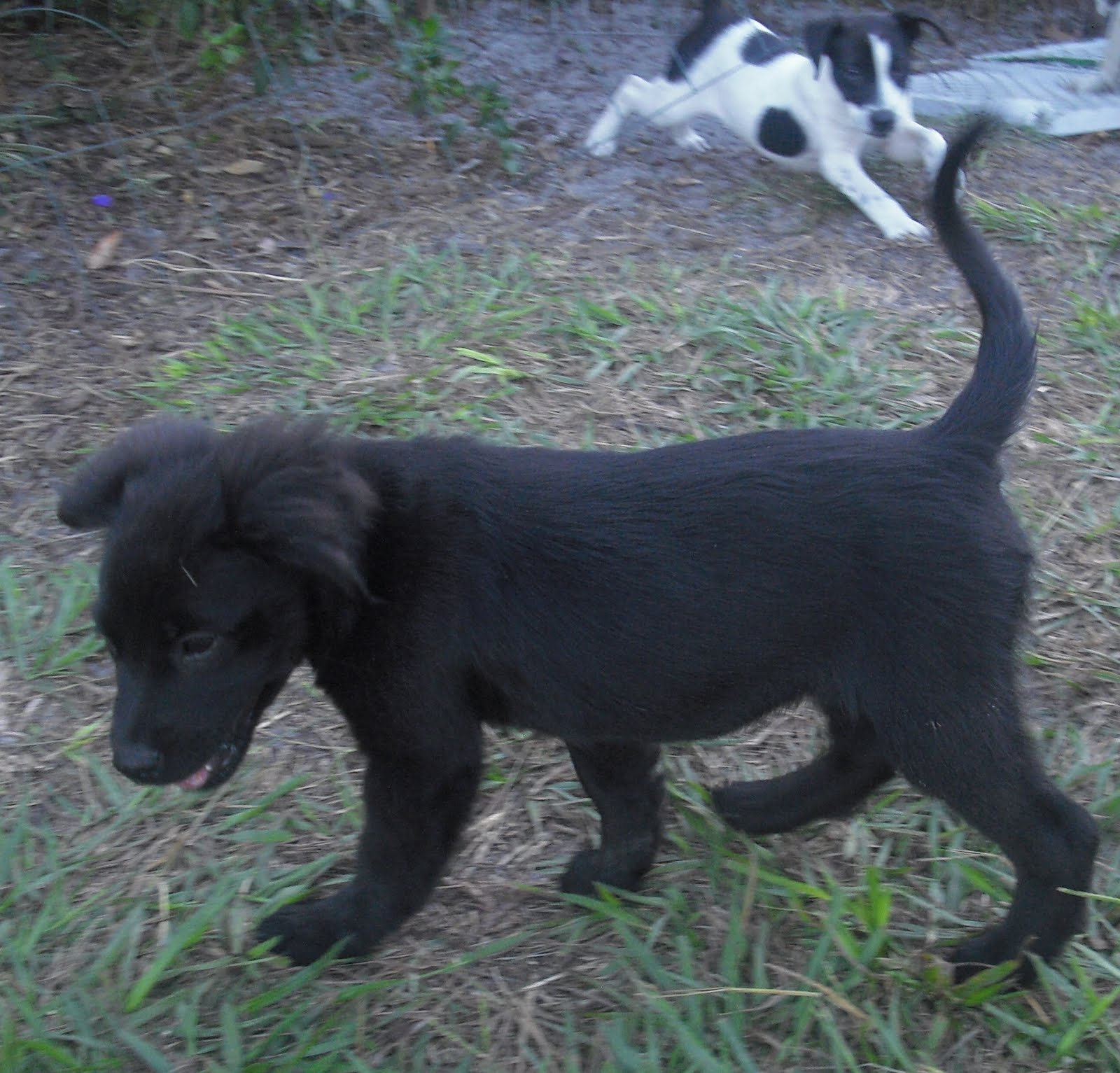 poppit puppies 7 border collies puppies oh my the liberator poppit puppies 7 border collies puppies oh my the liberator