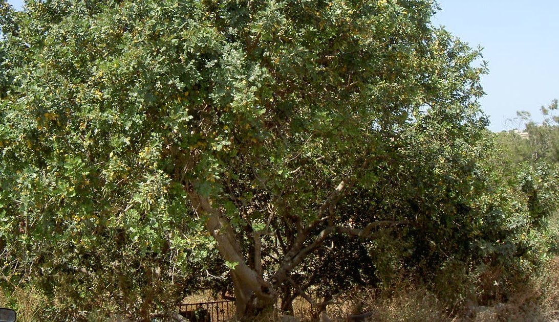 Anecdotes from Malta The Carob Tree IlHarruba