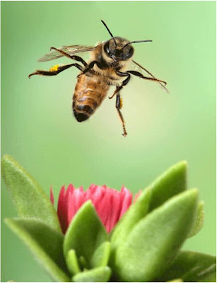 كل ماتريد معرفته عن النحل بالشرح والصور Bees+3