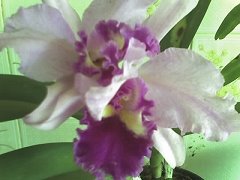 [orquidea+3.jpg]