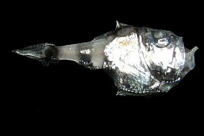 peixe-machadinha