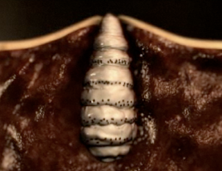 Invertebrate Diversity: The Bot Fly-Sarah Hurtado