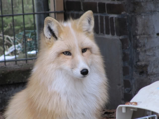 domestic fox