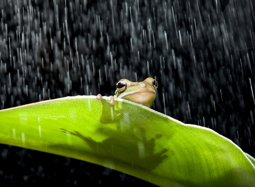 Katak Panggil Hujan