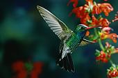 [colibri.jpg]