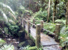 Bridge in Rainforest