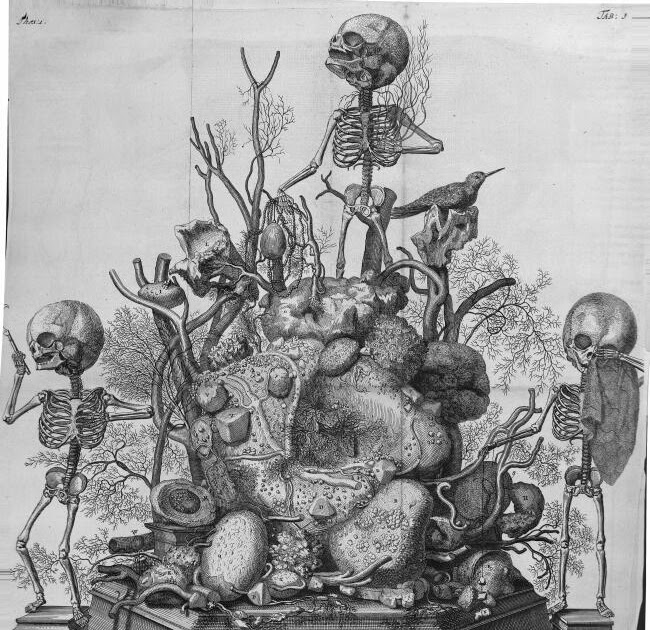 Secret Lexicon Frederik Ruysch 16381731