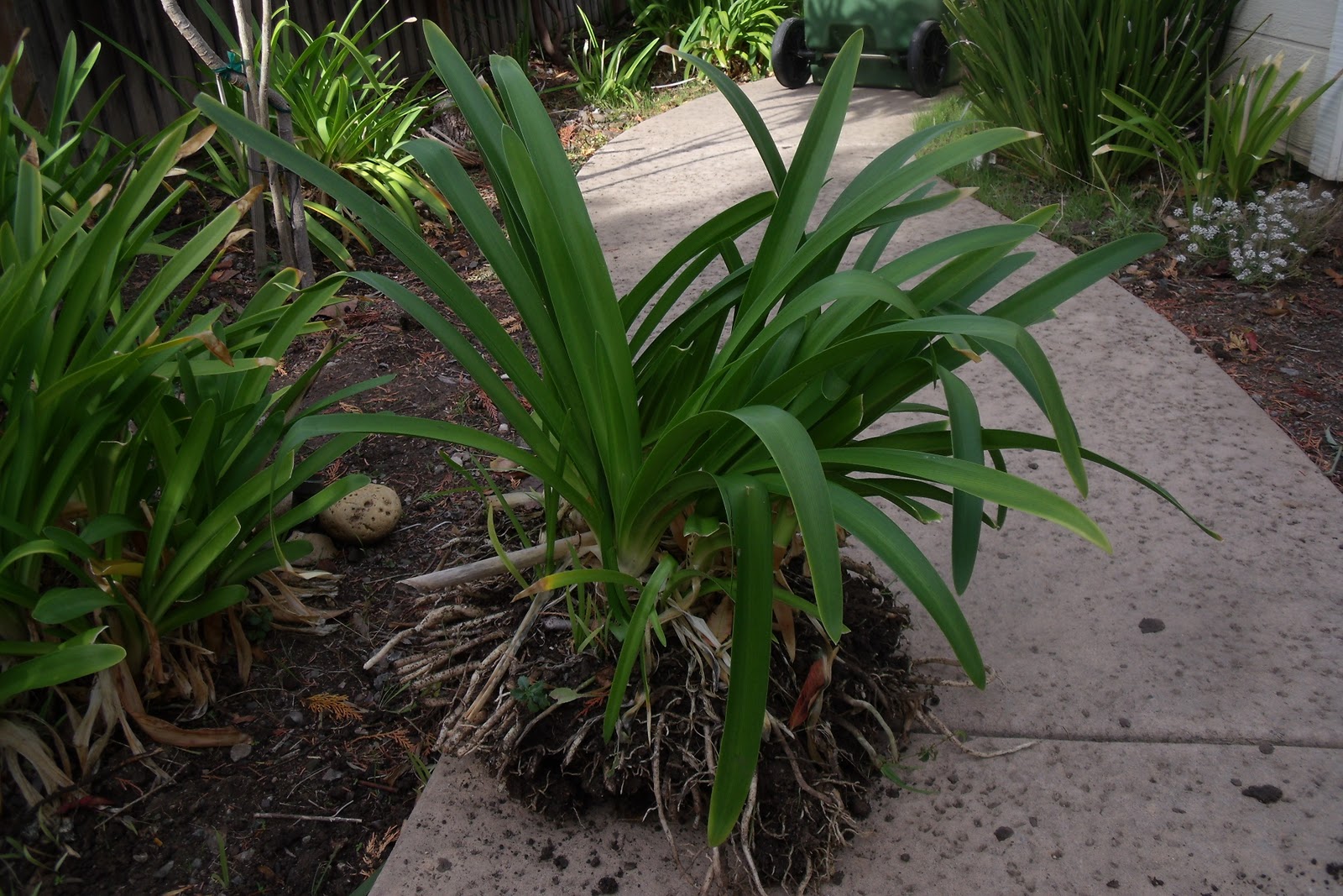 The Budget Gardener Good time to dig up Lily for propagation