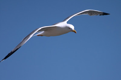 Sang Cammar Agung September 2008