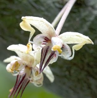 Resultado de imagen de flor de la vainilla