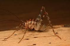 In A Land Far Far Away Maryland Crickets