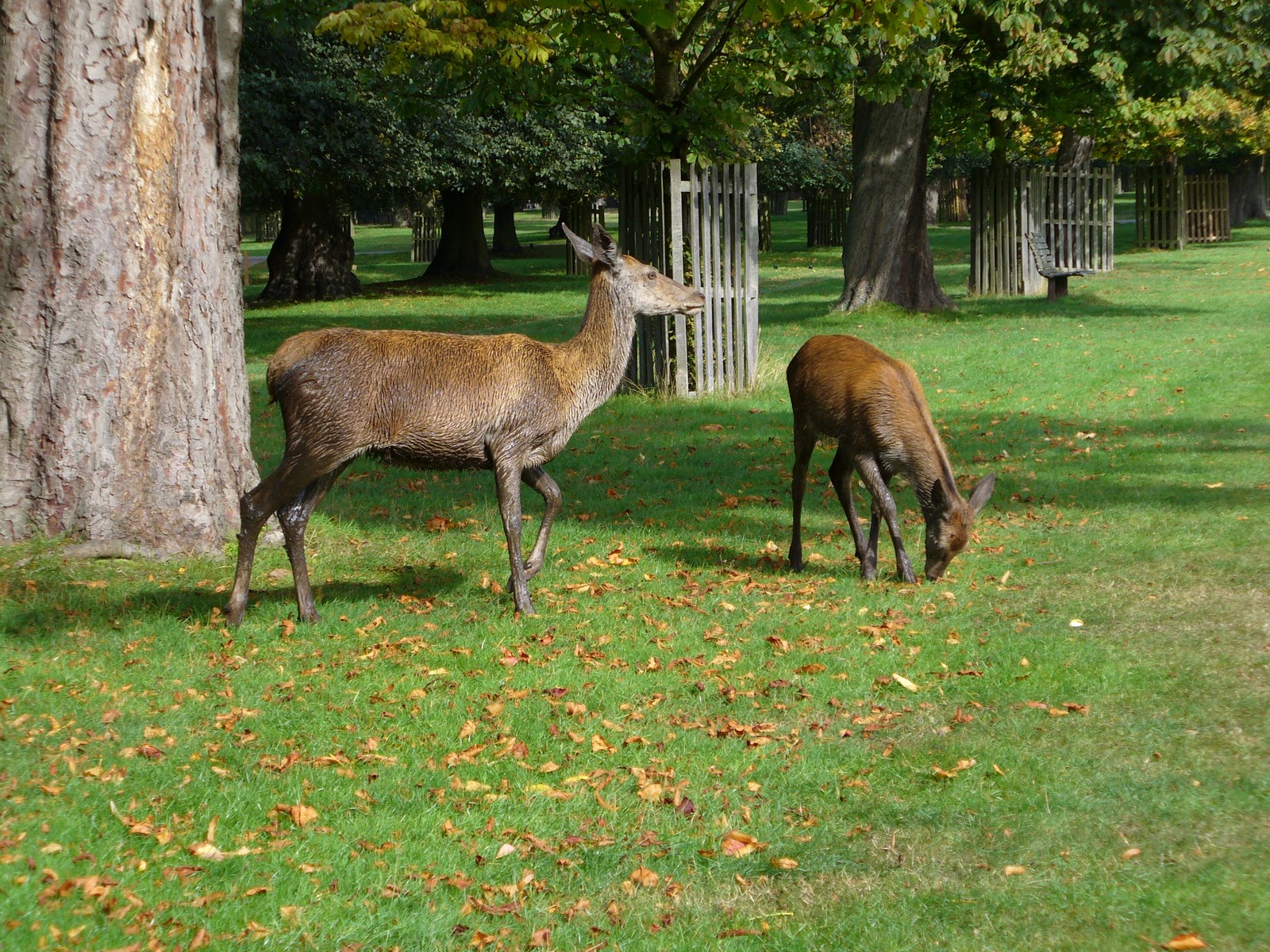 red deer rut