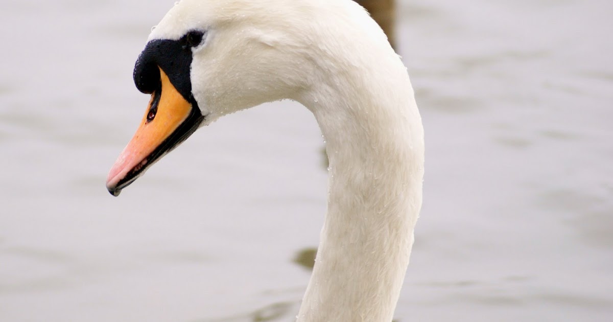 Friendly Animals Mute Swans