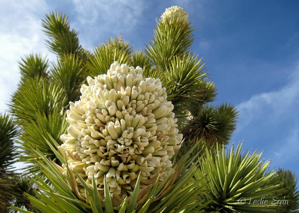 Dragonfly's Eye Joshua Trees in Bloom