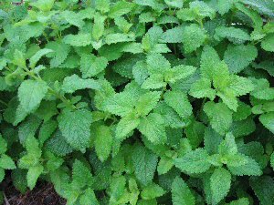 [Melissa2009blog.jpg]