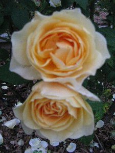 [GrahamThomas2009blog.jpg]