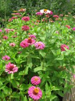 [2009June21+Zinniasblog.jpg]