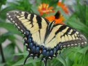 [YellowSwallowtail2Blog.jpg]