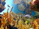 [coral+2+(2).jpg]