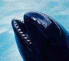 [falsa+orca+2.jpg]