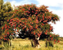 ARBOL DE CEIBO