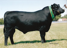 Hollywood 24JR C6 (Hollywood Vanessa Z1 x BT Right Time 24J)