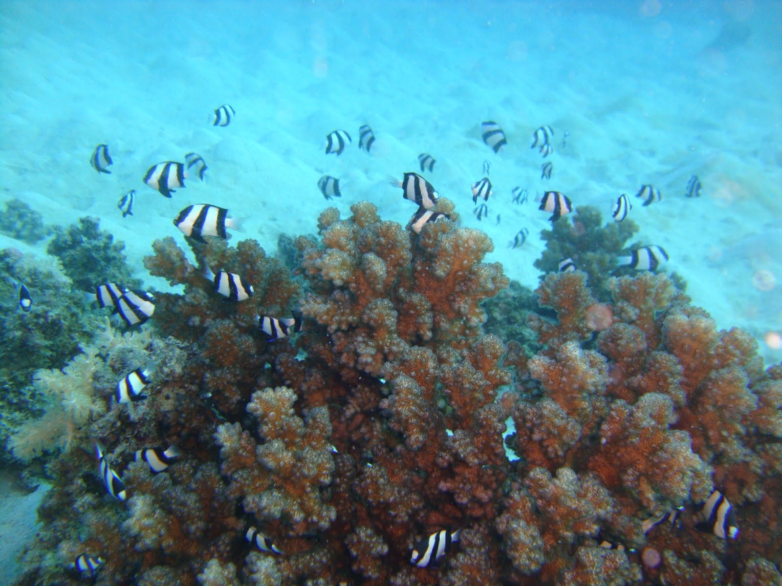 Amazing Reef