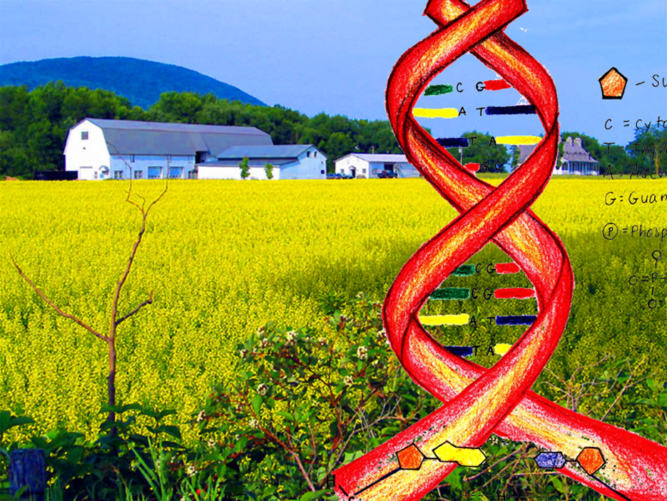 Intelliblog MODIFIED FOOD