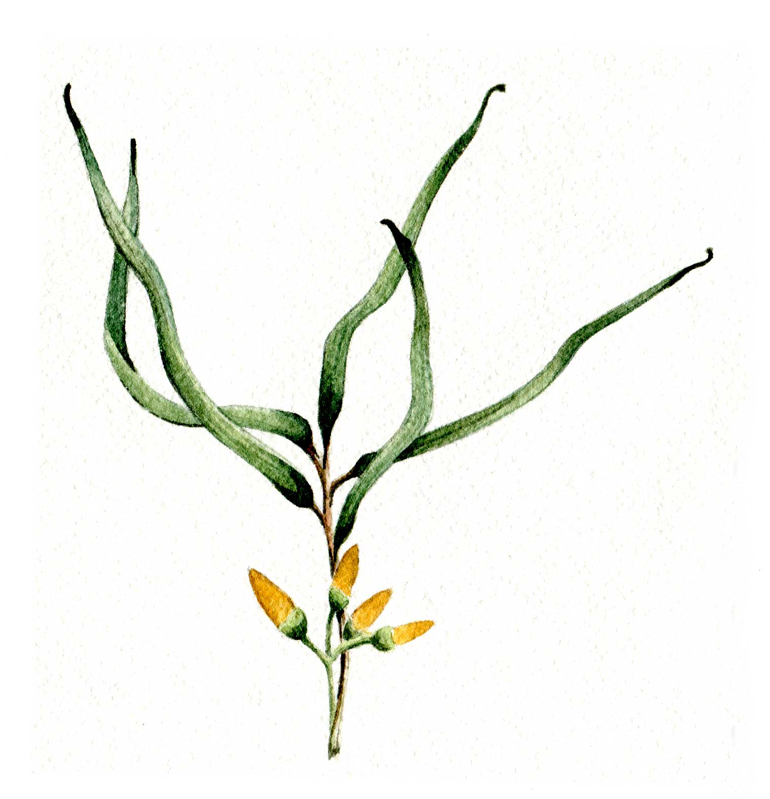 Botanic Art Classes November 2010