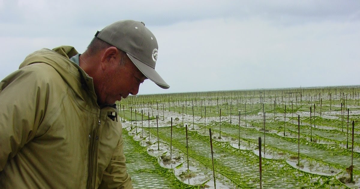 Travel Photo Friday Seaweed Farm Dim Sum, Bagels, and Crawfish