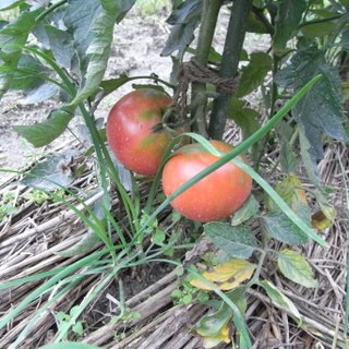 みん農リアル版 トマトのコンパニオンプランツ