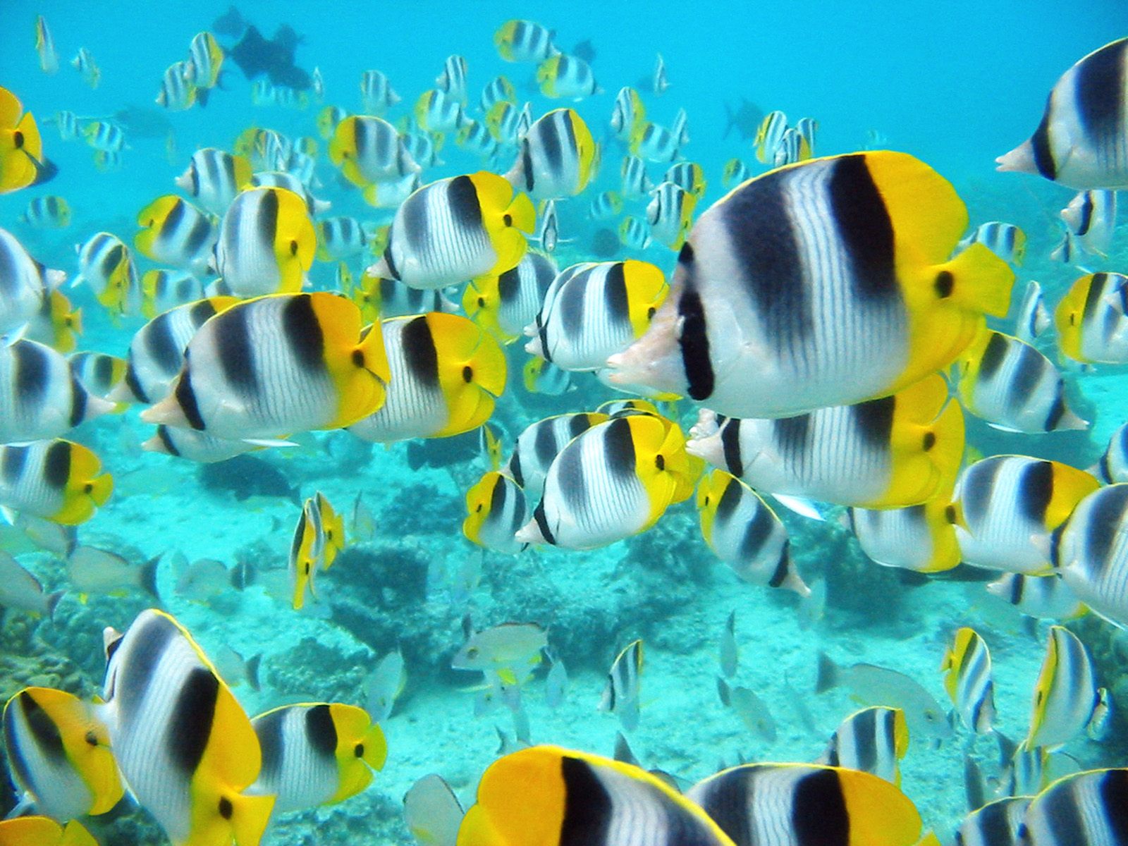 background fish