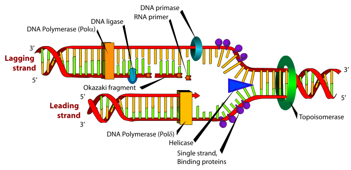 external image DNA_replication%252BStructure%252BImages%252BPictures%2Bgf.png