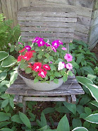 IMPATIENS