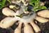 Adenium Root Program