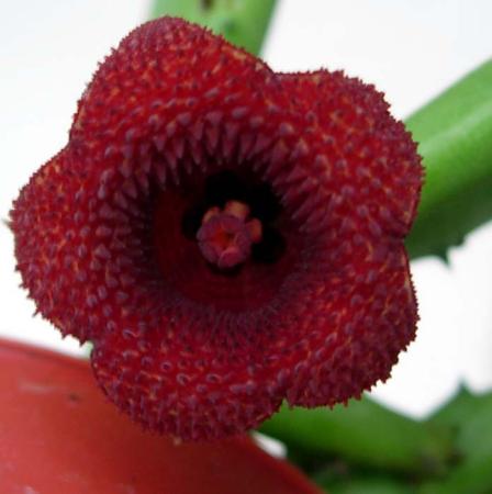 [Huernia+pendurata+v+penduriformis.jpg]