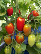 Backyard Garden, Edmonton