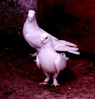 Malatya Taklaci Malatya Güvercini