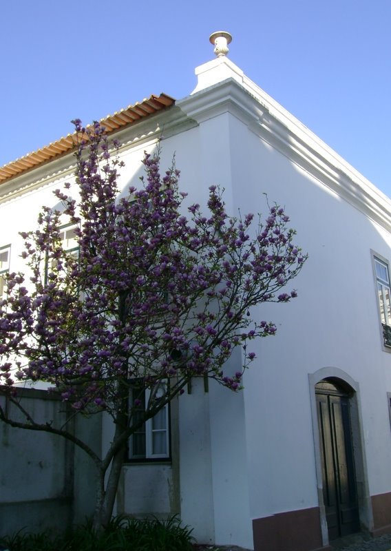 [MAIS+FLORES+NESTA+PRIMAVERA3.JPG]