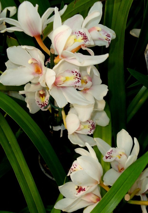 [orquídea1.JPG]