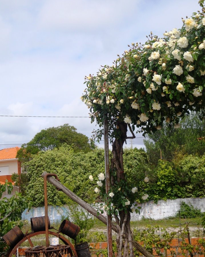 [flores2.JPG]