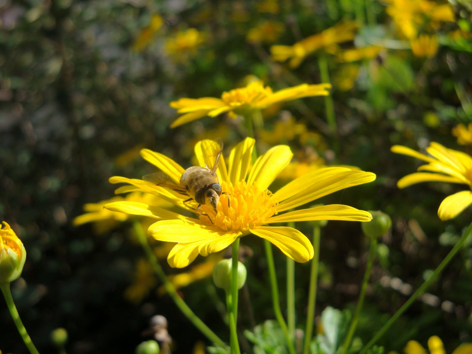 [DSC01090.JPG]