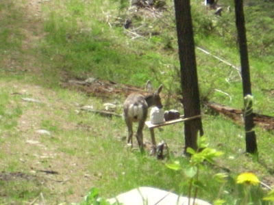 Deer Out